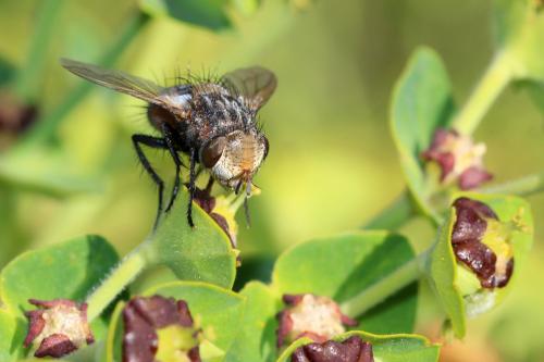 Gonia sp.